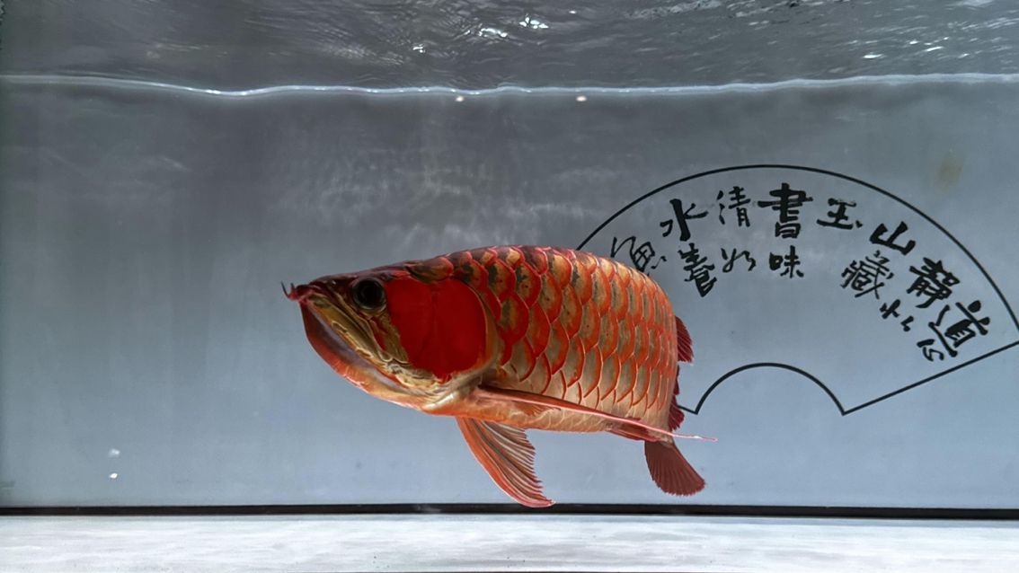龍魚(yú)微信名：帶有龍和魚(yú)元素的微信名字，