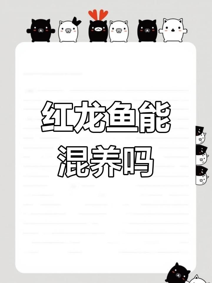 紅龍魚混養(yǎng)有哪些注意事項(xiàng)？
