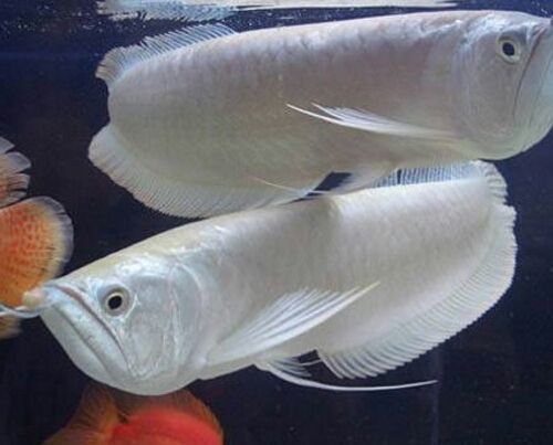龍魚混養(yǎng)為什么一關(guān)燈就打架了：揭秘龍魚混養(yǎng)一關(guān)燈就打架之謎