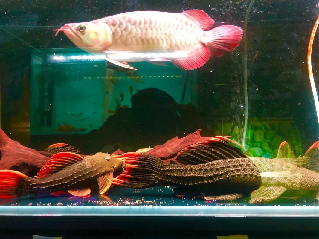 如何判斷福龍王龍魚的品相