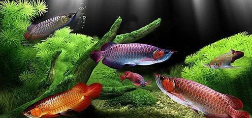 喂龍魚泥鰍處理方法：喂龍魚泥鰍時需要進行適當的處理以確保龍魚的健康