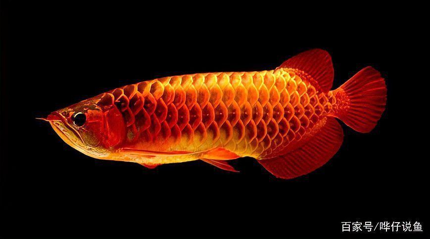 過背金龍魚最忌三種魚