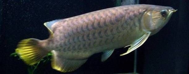 龍魚鱗片透明（龍魚鱗片透明可能是由多種因素引起的）