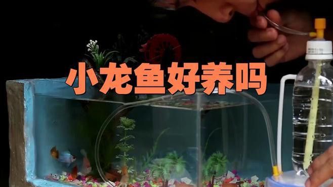 龍魚魚苗的養(yǎng)殖難度大嗎？