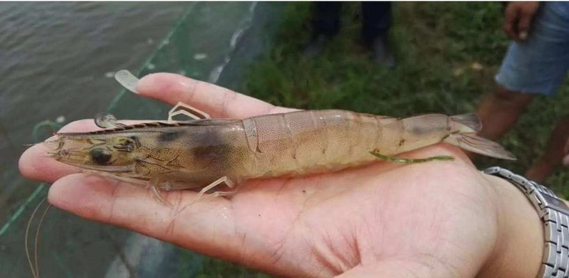 龍鳳鯉魚(yú)飼料中添加酵母的作用：酵母在鯉魚(yú)飼料中的應(yīng)用