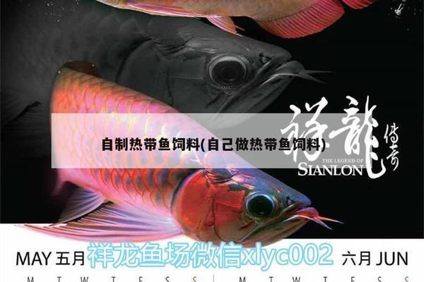 龍鳳鯉魚(yú)飼料中添加酵母的作用：酵母在鯉魚(yú)飼料中的應(yīng)用