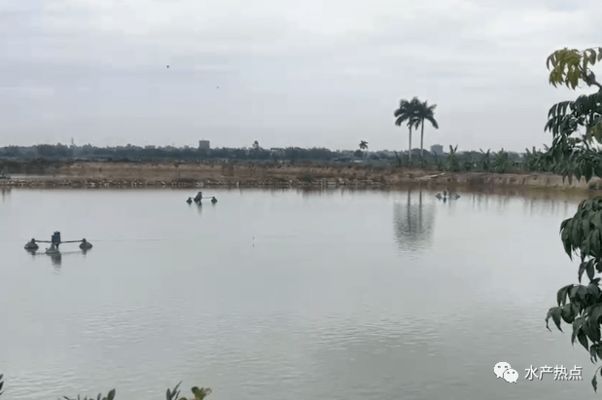 龍鳳鯉魚(yú)飼料中添加酵母的作用：酵母在鯉魚(yú)飼料中的應(yīng)用