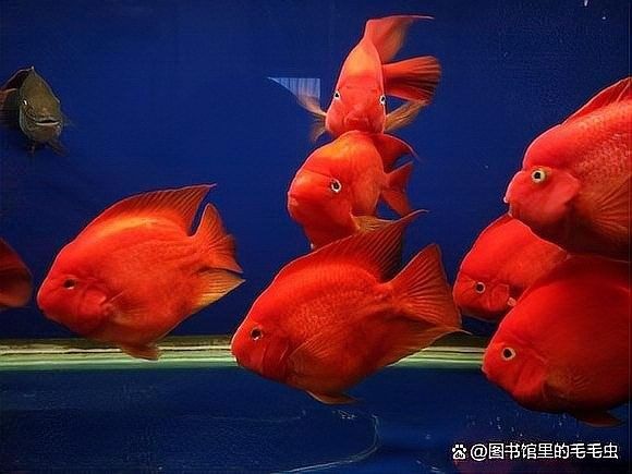 龍魚,鸚鵡魚適合多少水溫過冬