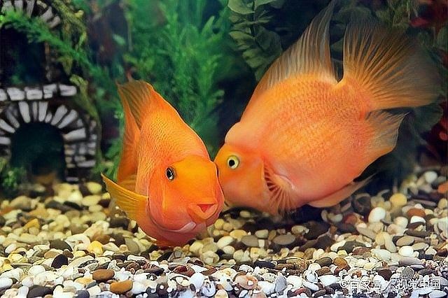 龍魚,鸚鵡魚適合多少水溫過冬