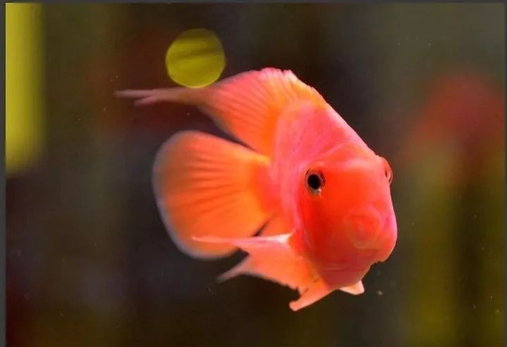 龍魚,鸚鵡魚適合多少水溫過冬