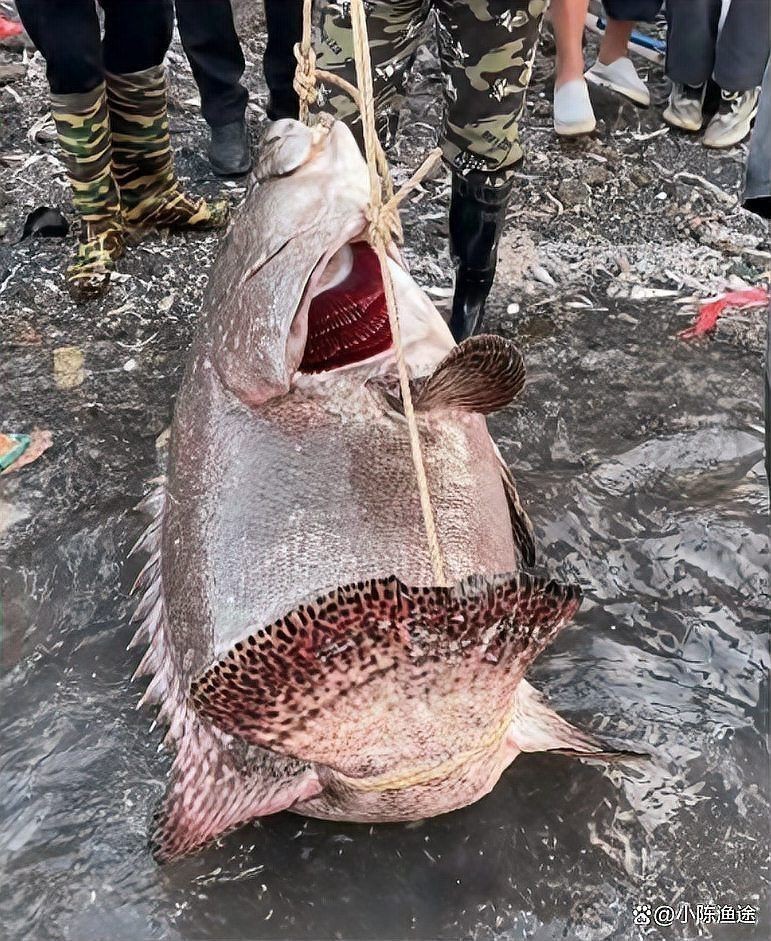 龍鼎魚多少錢一斤