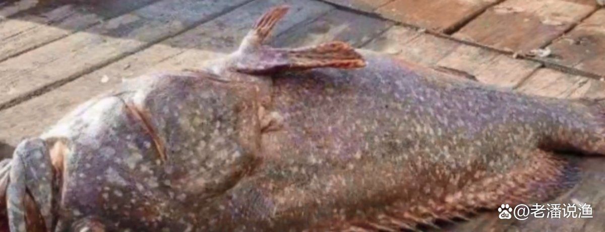 龍鼎魚多少錢一斤
