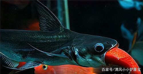 大白鯊可以和龍魚混養嗎