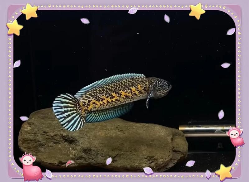 如何后期處理雷龍魚照片？ 如何后期處理雷龍魚照片？ 龍魚百科 第1張