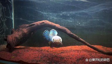 如何后期處理雷龍魚照片？ 如何后期處理雷龍魚照片？ 龍魚百科 第5張