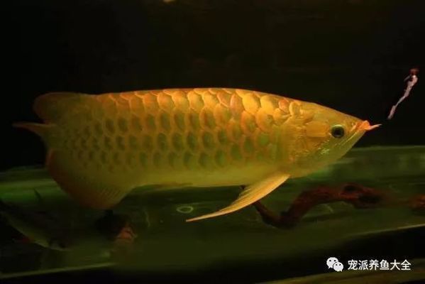 金龍魚的學名：金龍魚的學名是scleropagesformosus