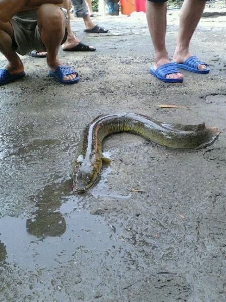 海南過山龍魚圖片高清大圖