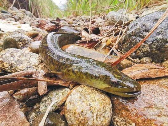 海南過山龍魚圖片高清大圖