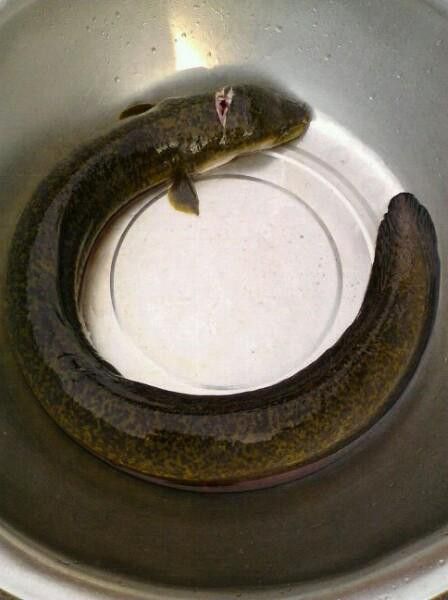 海南過山龍魚圖片高清大圖