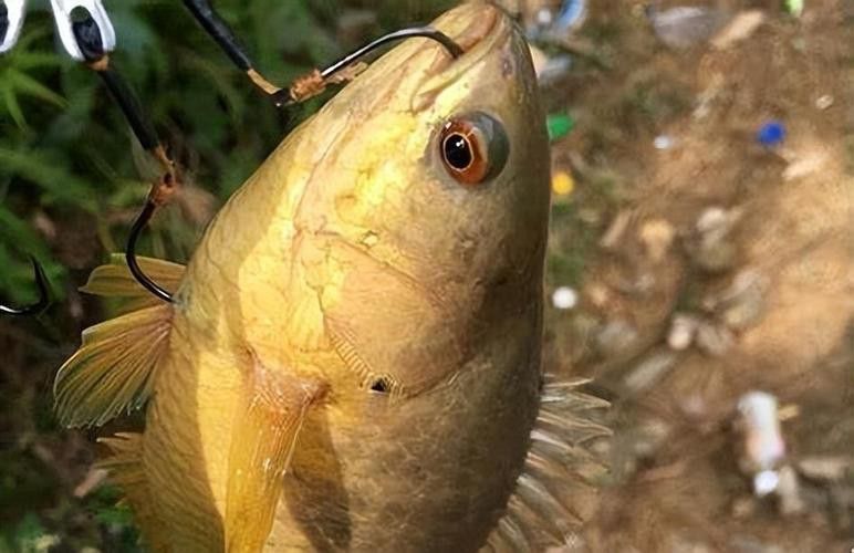 海南過山龍魚圖片高清大圖