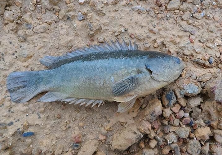海南過山龍魚圖片高清大圖
