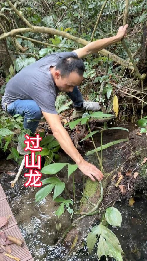 海南過山龍魚圖片高清大圖