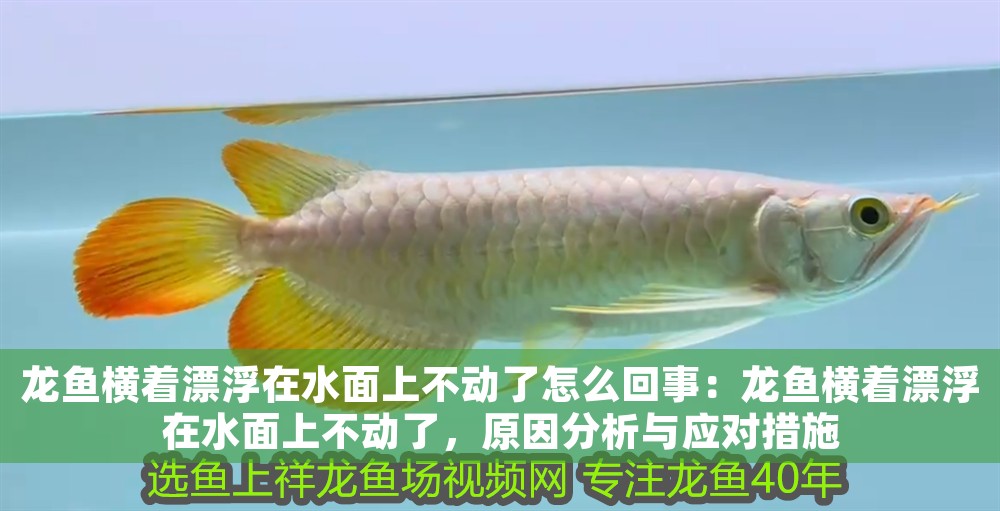 龍魚橫著漂浮在水面上不動了怎么回事：龍魚橫著漂浮在水面上不動了，原因分析與應對措施