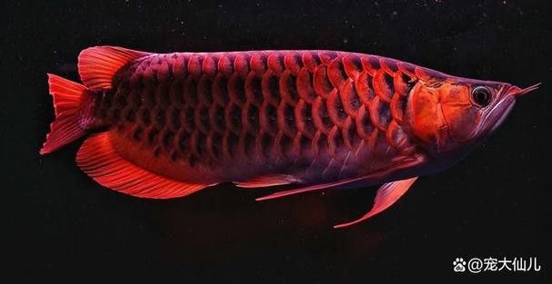 如何判斷紅金龍魚是否純種？