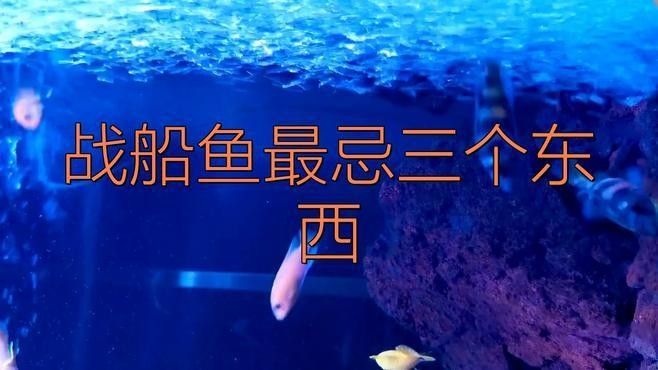 龍魚和戰船哪個好養活