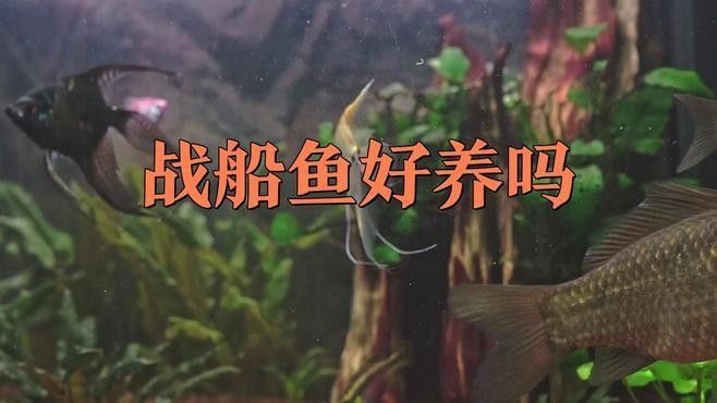 龍魚和戰船哪個好養活