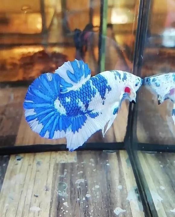 龍魚和戰船哪個好養活