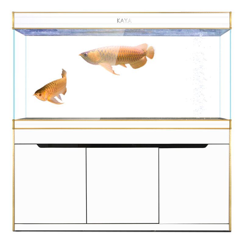 養(yǎng)龍魚的過濾系統(tǒng)選擇的建議：養(yǎng)龍魚的過濾系統(tǒng)如何選擇