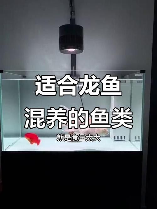 龍魚和什么魚搭配顯得高檔好看一點