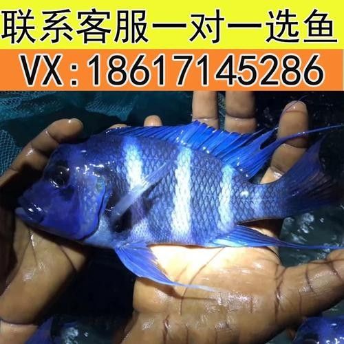 龍魚和什么魚搭配顯得高檔好看一點