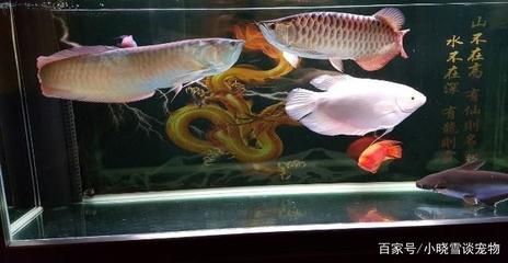 兩條龍魚(yú)打架一條不敢上來(lái)在缸底：兩條龍魚(yú)打架一條不敢上前，一直在缸底，