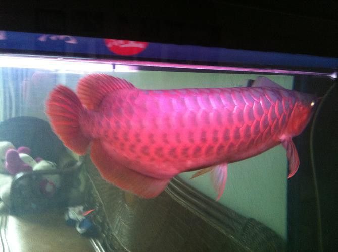 紅龍魚幼魚是什么顏色