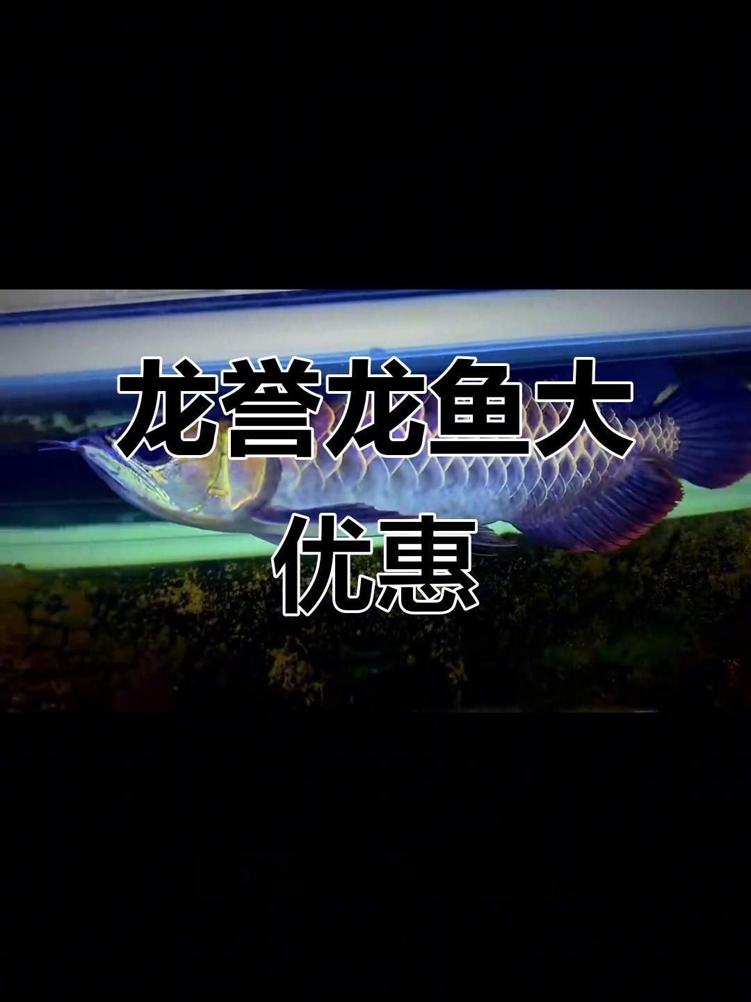 古典藍過背金龍魚價格