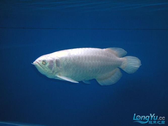 白金龍魚大概多少錢一條圖片