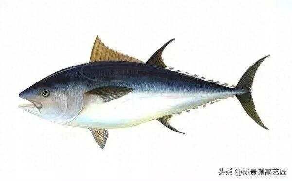 白金龍魚大概多少錢一條圖片