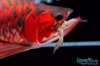 龍魚魚鰭有白膜怎么回事：龍魚魚鰭出現白膜可能是由多種原因引起的