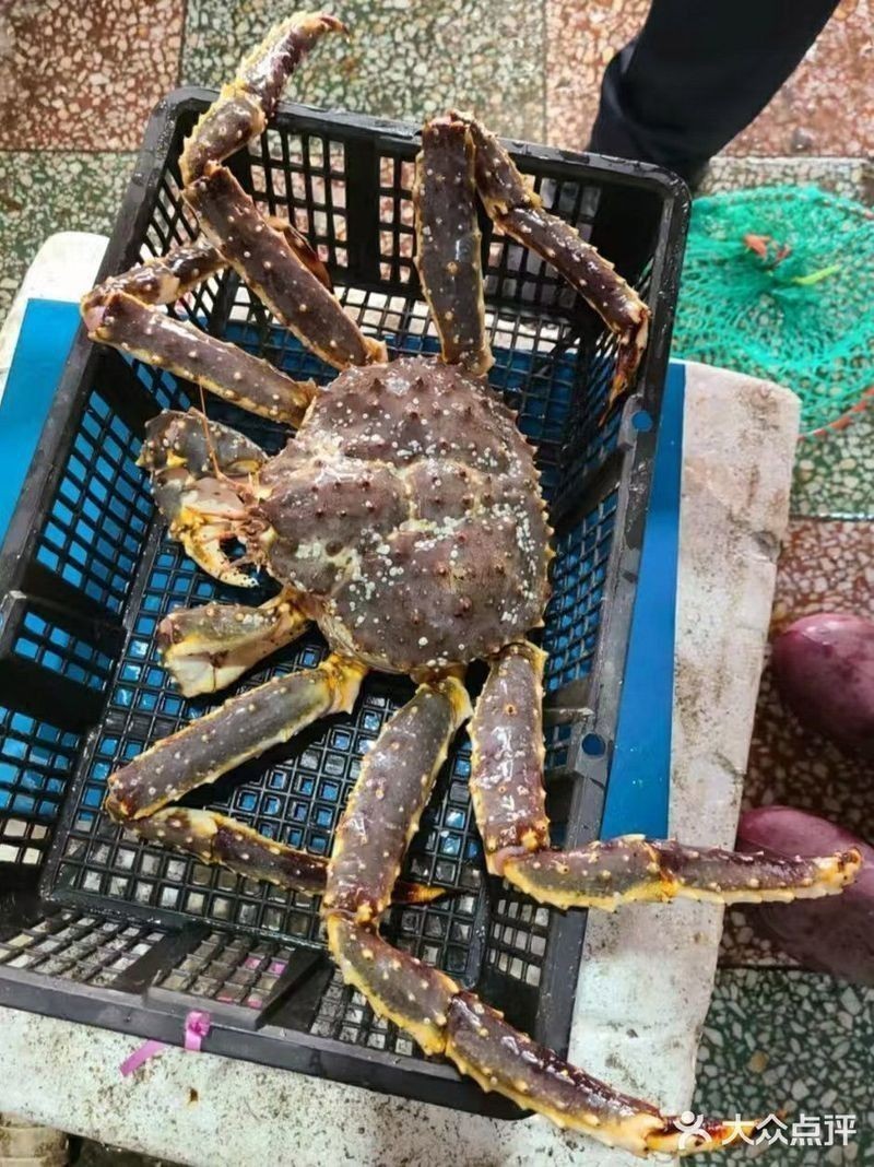 天津哪里賣龍魚比較好吃的 天津哪里賣龍魚比較好吃的 龍魚百科 第9張