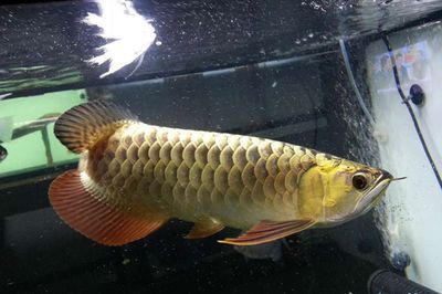 龍魚過背怎么看好壞（判斷龍魚過背的好壞需要綜合考慮鱗片排列、珠鱗的表現）