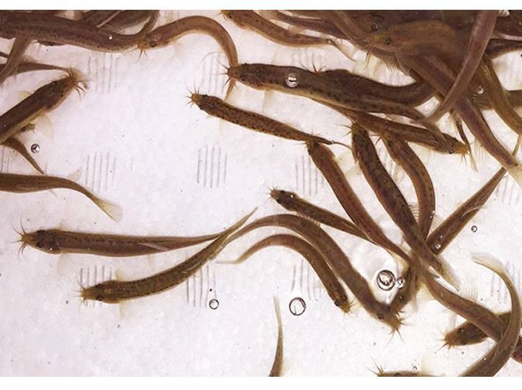 龍魚吃蝦肉和泥鰍哪個好消化