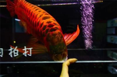 紅龍魚批發市場廣東的（廣州有哪些水產批發市場？）