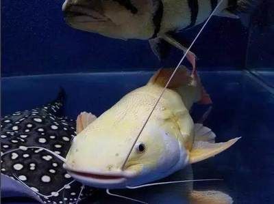 龍魚胡須斷了一半還能長嗎：龍魚的胡須斷了一半還能長嗎