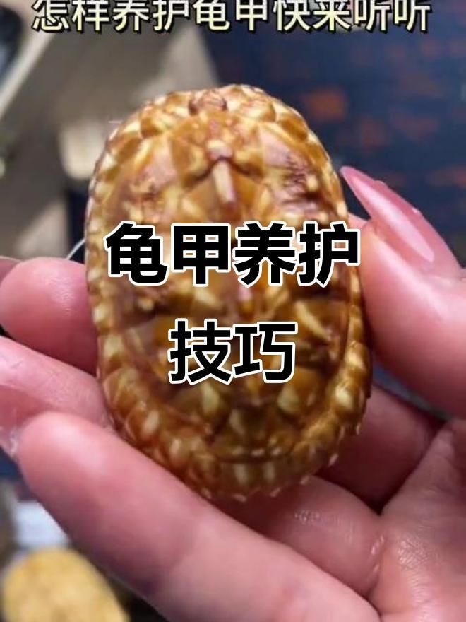 如何保持龜殼亮麗