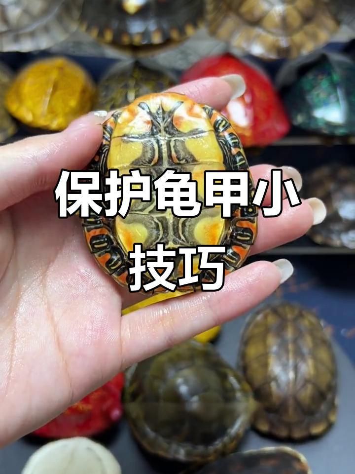 如何保持龜殼亮麗