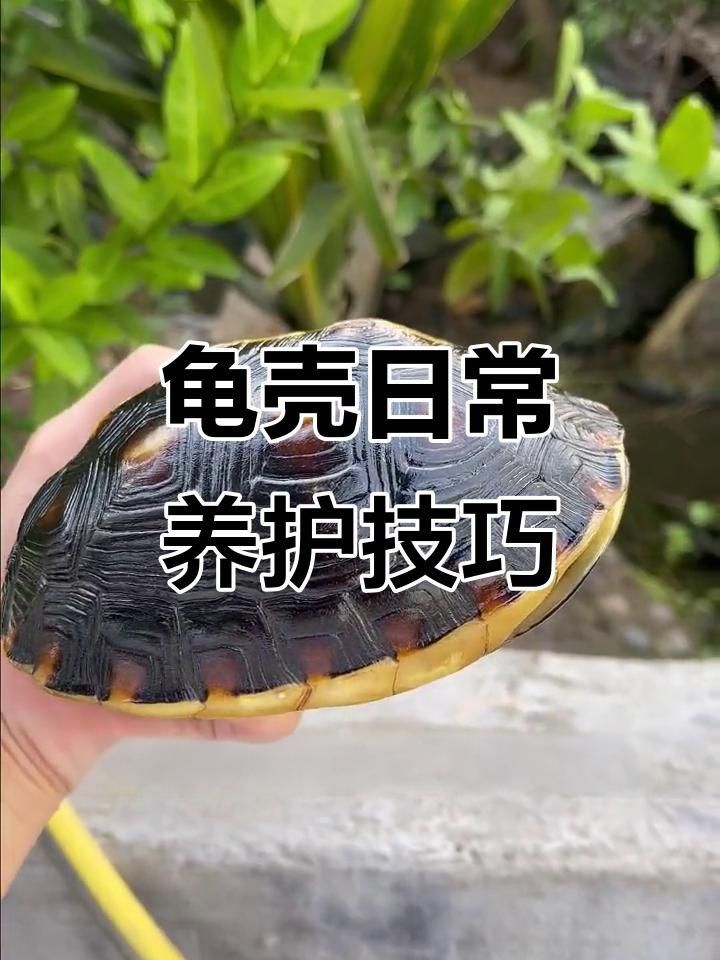 如何保持龜殼亮麗