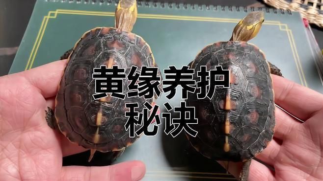 如何保持龜殼亮麗