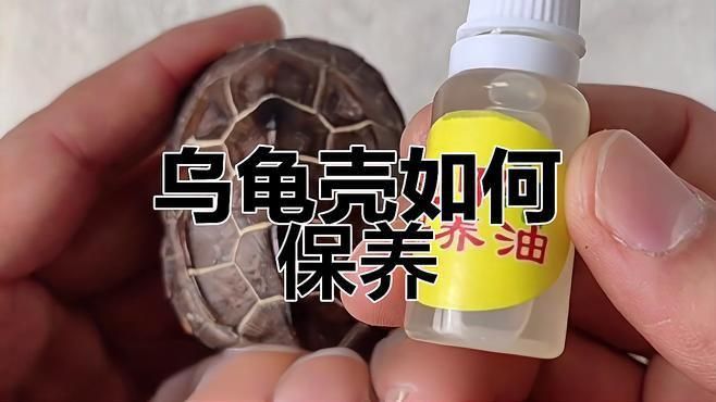 如何保持龜殼亮麗